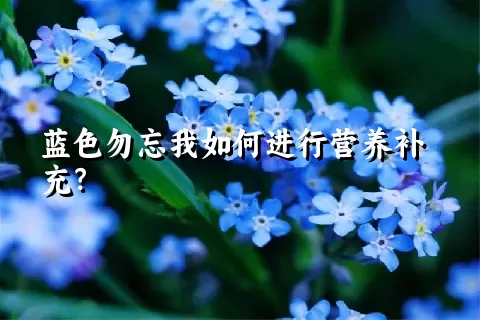 蓝色勿忘我如何进行营养补充？