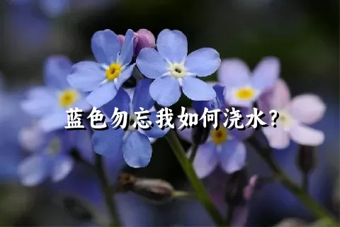 蓝色勿忘我如何浇水？