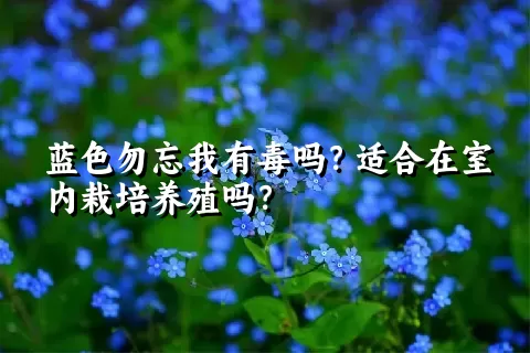 蓝色勿忘我有毒吗？适合在室内栽培养殖吗？