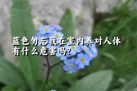 蓝色勿忘我在室内养对人体有什么危害吗？