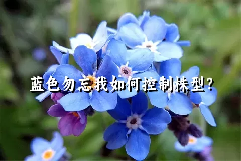 蓝色勿忘我如何控制株型？