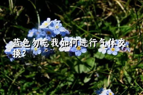 蓝色勿忘我如何进行气体交换？