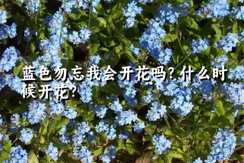 蓝色勿忘我会开花吗？什么时候开花？