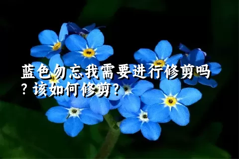 蓝色勿忘我需要进行修剪吗？该如何修剪？
