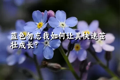 蓝色勿忘我如何让其快速茁壮成长？