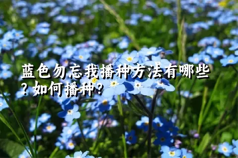 蓝色勿忘我播种方法有哪些？如何播种？