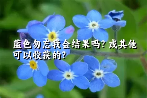 蓝色勿忘我会结果吗？或其他可以收获的？