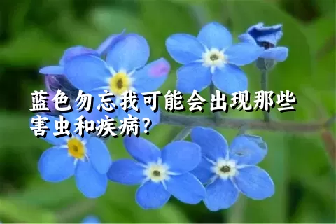 蓝色勿忘我可能会出现那些害虫和疾病？