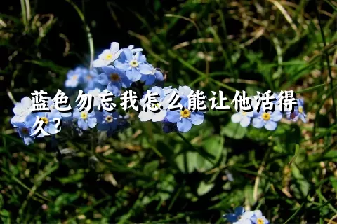 蓝色勿忘我怎么能让他活得久？