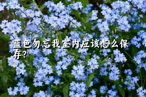蓝色勿忘我室内应该怎么保存？