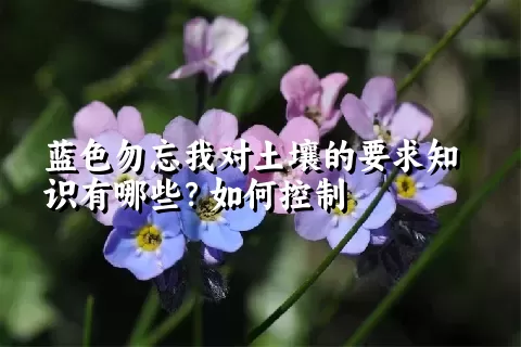 蓝色勿忘我对土壤的要求知识有哪些？如何控制