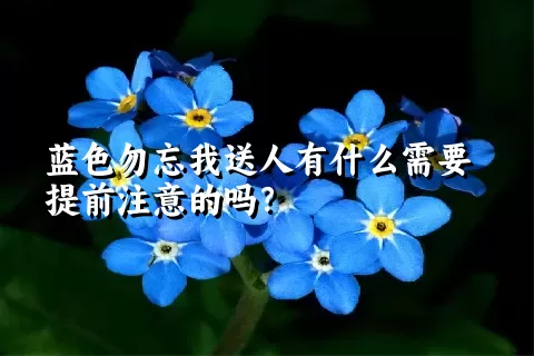 蓝色勿忘我送人有什么需要提前注意的吗？