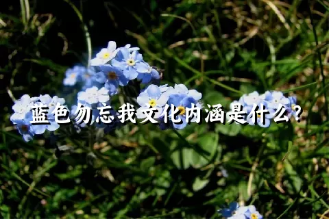 蓝色勿忘我文化内涵是什么？