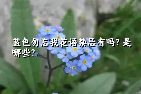 蓝色勿忘我花语禁忌有吗？是哪些？