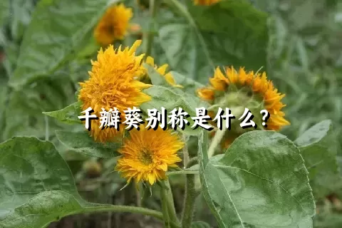 千瓣葵别称是什么？