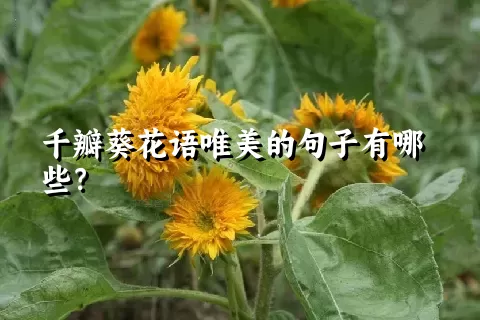千瓣葵花语唯美的句子有哪些？