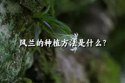 风兰的种植方法是什么？