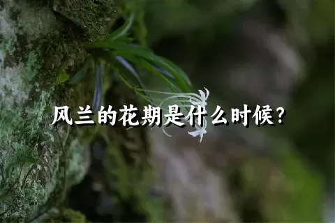 风兰的花期是什么时候？