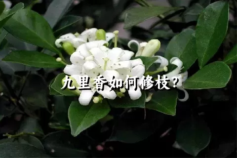 九里香如何修枝？