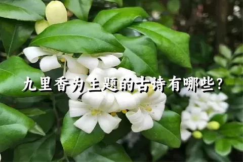 九里香为主题的古诗有哪些？