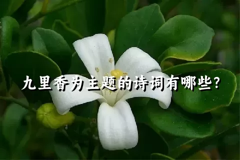 九里香为主题的诗词有哪些？