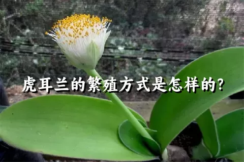 虎耳兰的繁殖方式是怎样的？