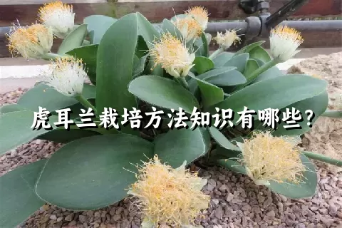 虎耳兰栽培方法知识有哪些？