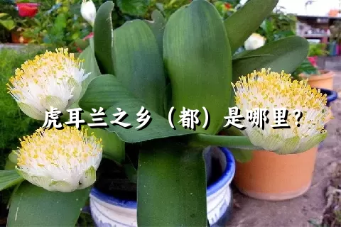 虎耳兰之乡（都）是哪里？