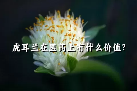 虎耳兰在医药上有什么价值？