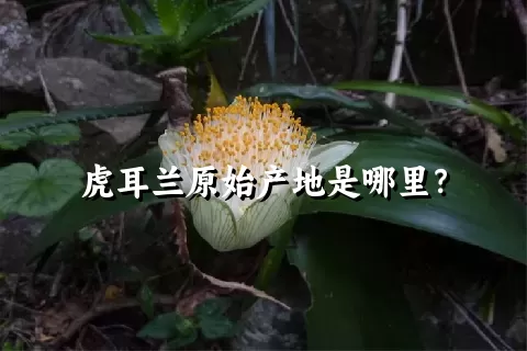 虎耳兰原始产地是哪里？