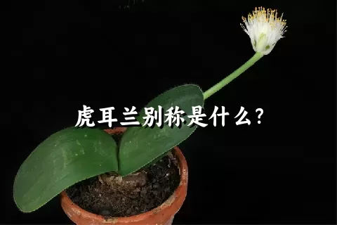 虎耳兰别称是什么？