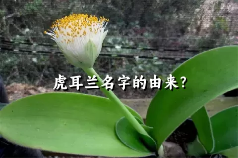 虎耳兰名字的由来？