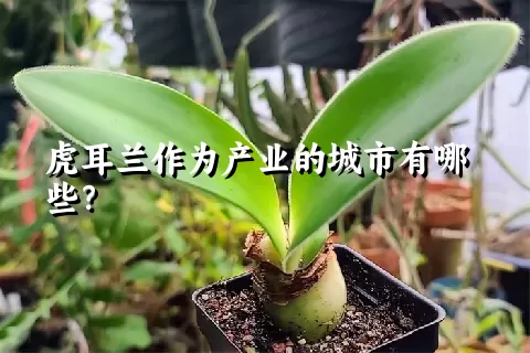 虎耳兰作为产业的城市有哪些？