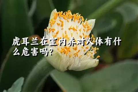 虎耳兰在室内养对人体有什么危害吗？
