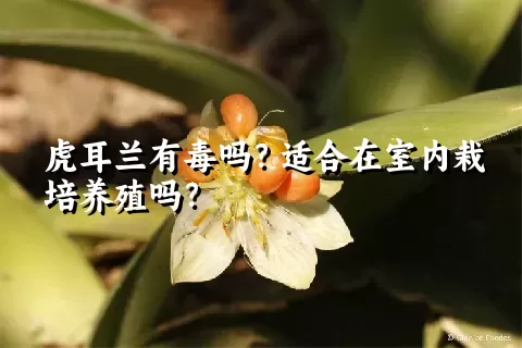 虎耳兰有毒吗？适合在室内栽培养殖吗？
