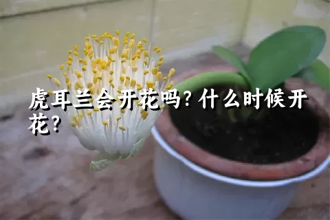 虎耳兰会开花吗？什么时候开花？