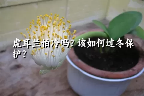 虎耳兰怕冷吗？该如何过冬保护？