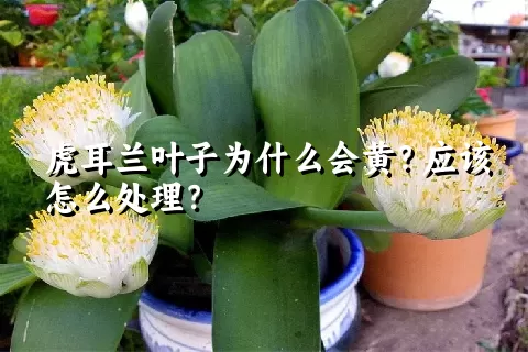 虎耳兰叶子为什么会黄？应该怎么处理？