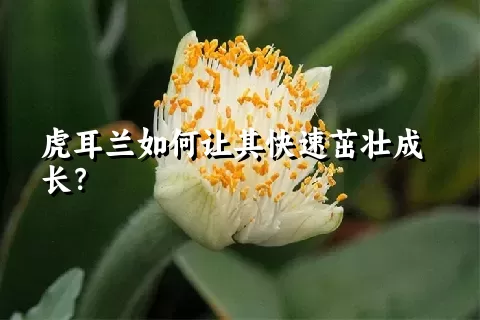 虎耳兰如何让其快速茁壮成长？