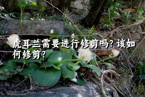 虎耳兰需要进行修剪吗？该如何修剪？