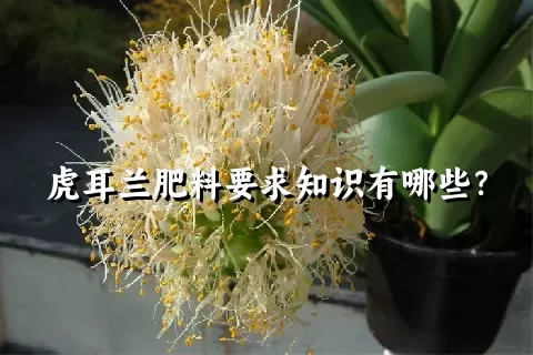 虎耳兰肥料要求知识有哪些？