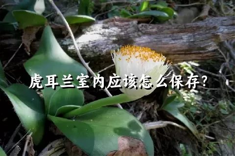 虎耳兰室内应该怎么保存？