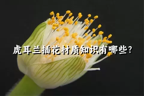 虎耳兰插花材质知识有哪些？