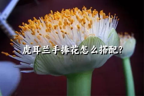 虎耳兰手捧花怎么搭配？