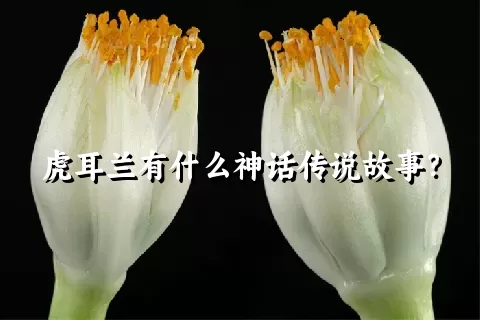 虎耳兰有什么神话传说故事？