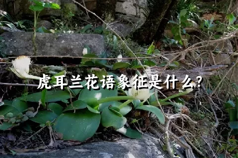 虎耳兰花语象征是什么？
