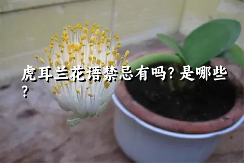 虎耳兰花语禁忌有吗？是哪些？