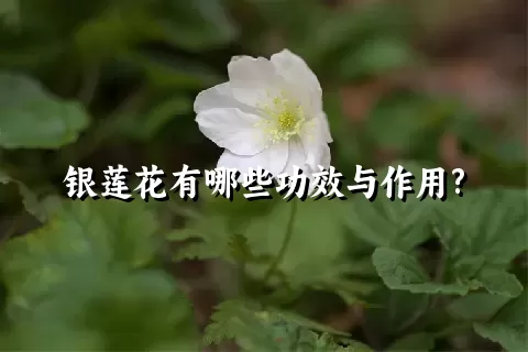 银莲花有哪些功效与作用?