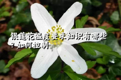 银莲花温度要求知识有哪些？如何控制