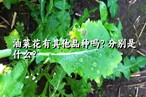 油菜花有其他品种吗？分别是什么？